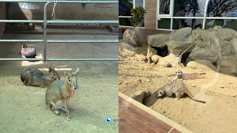 三隻小豬農場可愛小動物