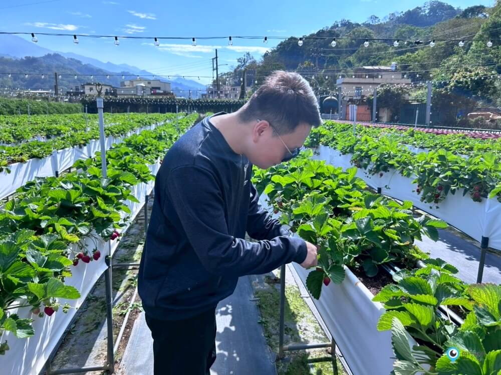 苗栗採草莓【五將假期草莓】高架草莓園不用蹲不用彎腰好好採 拍照打卡超漂亮 一訪就愛上