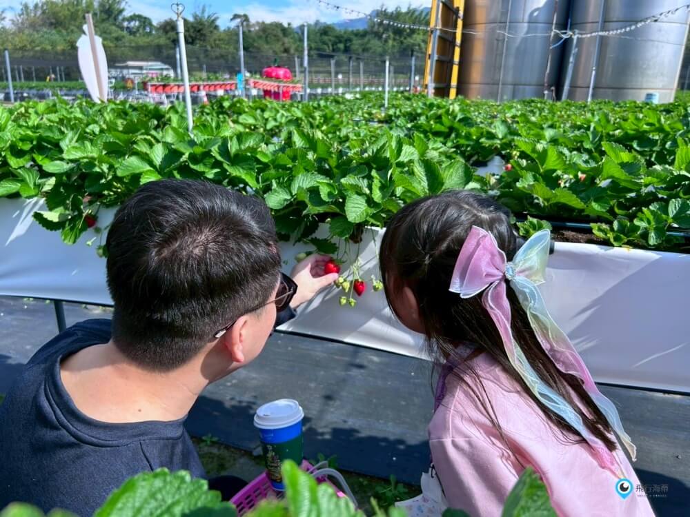 苗栗採草莓【五將假期草莓】高架草莓園不用蹲不用彎腰好好採 拍照打卡超漂亮 一訪就愛上