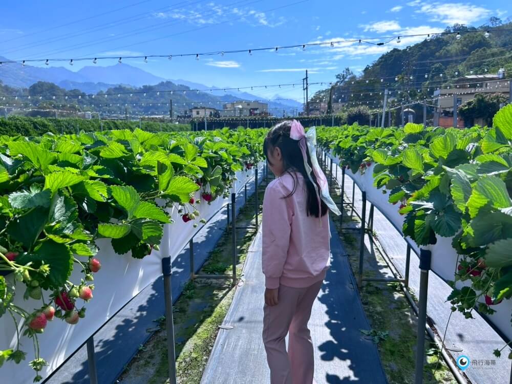 苗栗採草莓【五將假期草莓】高架草莓園不用蹲不用彎腰好好採 拍照打卡超漂亮 一訪就愛上