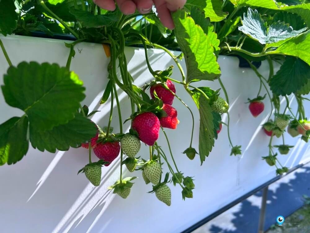 苗栗採草莓【五將假期草莓】高架草莓園不用蹲不用彎腰好好採 拍照打卡超漂亮 一訪就愛上