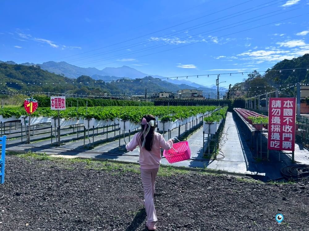 苗栗採草莓【五將假期草莓】高架草莓園不用蹲不用彎腰好好採 拍照打卡超漂亮 一訪就愛上