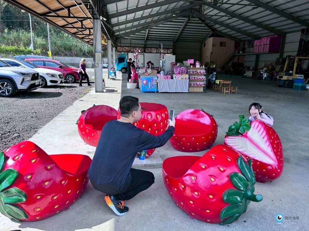 苗栗採草莓【五將假期草莓】高架草莓園不用蹲不用彎腰好好採 拍照打卡超漂亮 一訪就愛上
