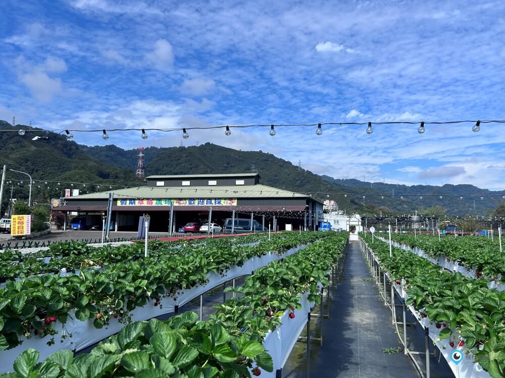 苗栗採草莓【五將假期草莓】高架草莓園不用蹲不用彎腰好好採 拍照打卡超漂亮 一訪就愛上
