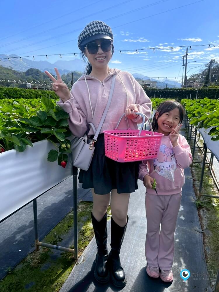 苗栗採草莓【五將假期草莓】高架草莓園不用蹲不用彎腰好好採 拍照打卡超漂亮 一訪就愛上