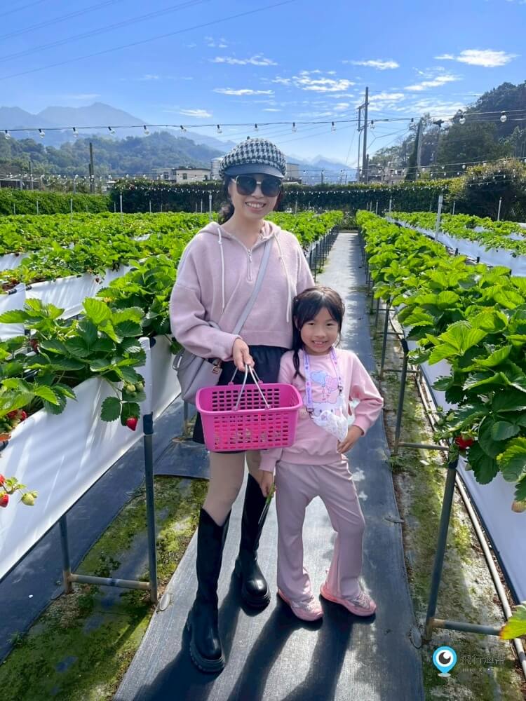 苗栗採草莓【五將假期草莓】高架草莓園不用蹲不用彎腰好好採 拍照打卡超漂亮 一訪就愛上