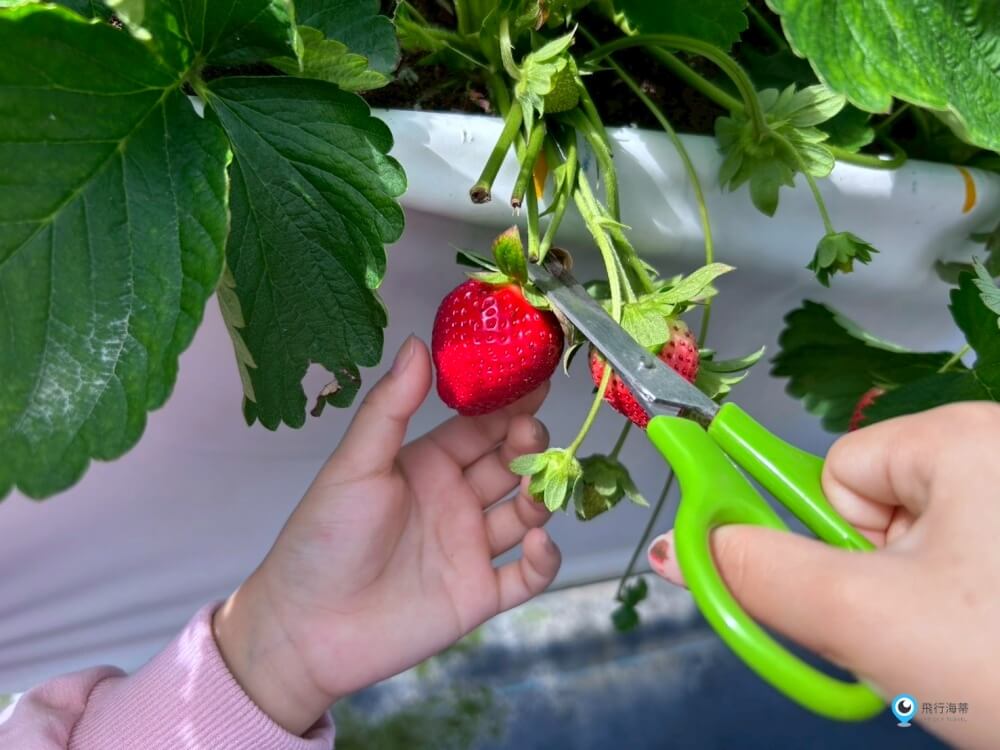 苗栗採草莓【五將假期草莓】高架草莓園不用蹲不用彎腰好好採 拍照打卡超漂亮 一訪就愛上