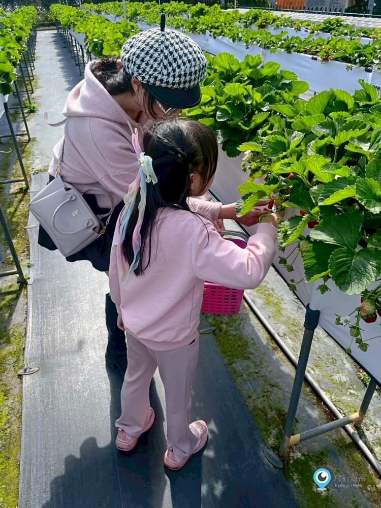 苗栗採草莓【五將假期草莓】高架草莓園不用蹲不用彎腰好好採 拍照打卡超漂亮 一訪就愛上