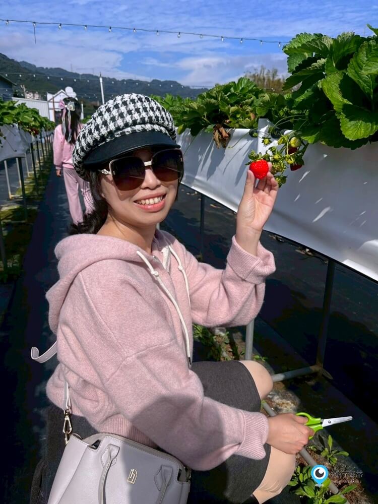 苗栗採草莓【五將假期草莓】高架草莓園不用蹲不用彎腰好好採 拍照打卡超漂亮 一訪就愛上