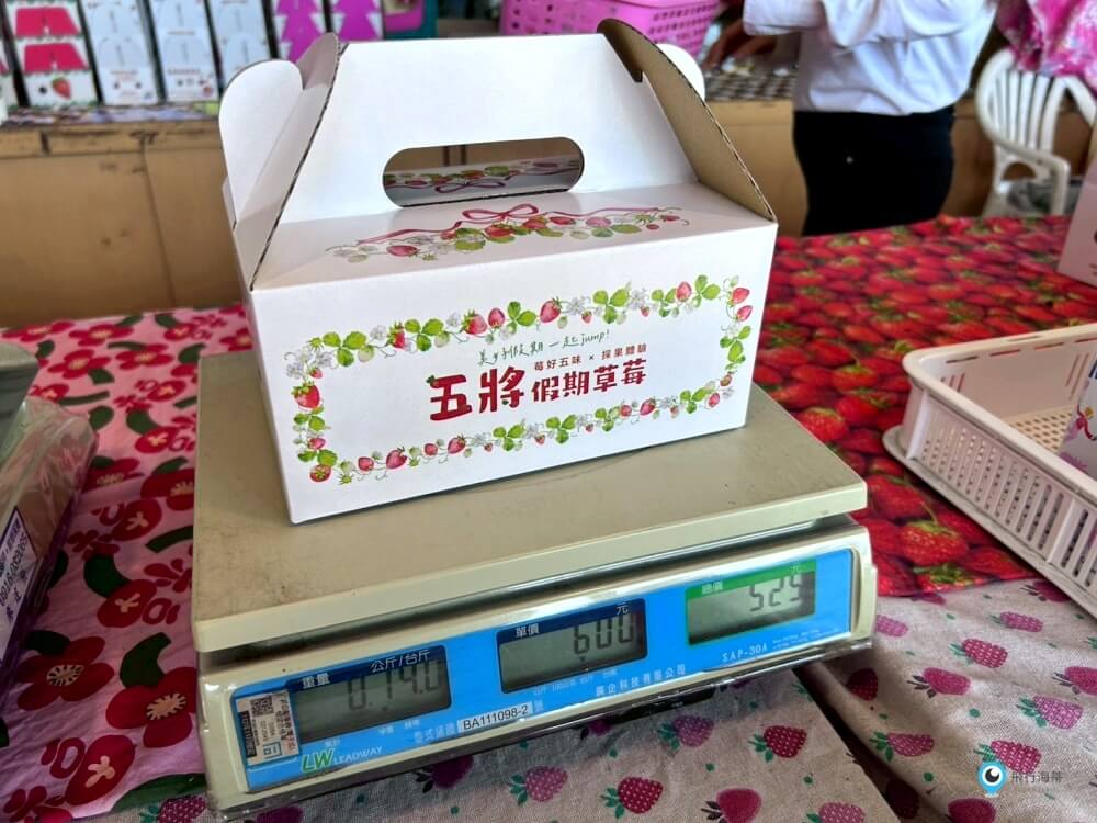 苗栗採草莓【五將假期草莓】高架草莓園不用蹲不用彎腰好好採 拍照打卡超漂亮 一訪就愛上