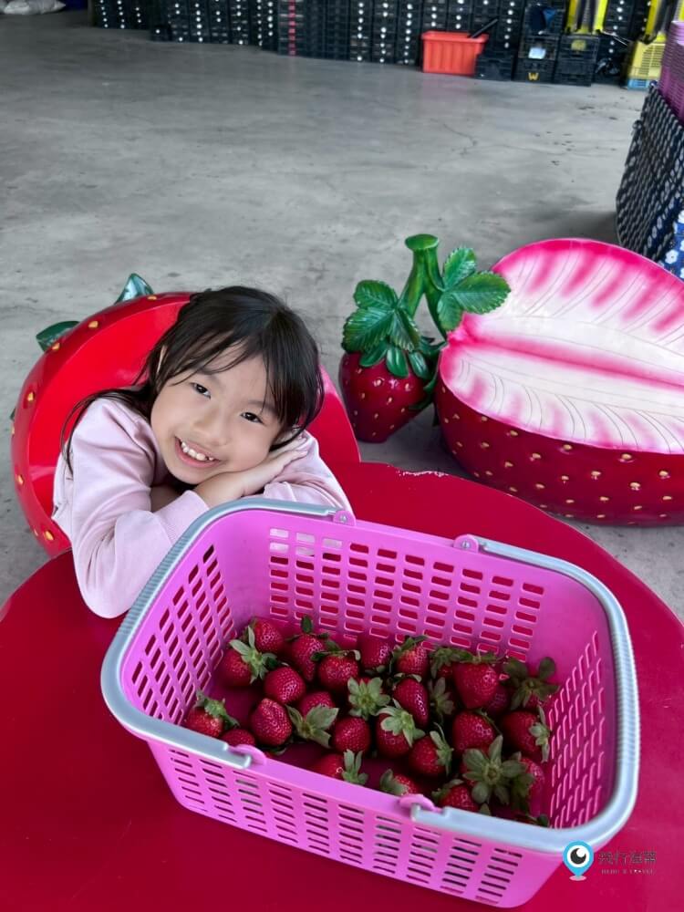 苗栗採草莓【五將假期草莓】高架草莓園不用蹲不用彎腰好好採 拍照打卡超漂亮 一訪就愛上