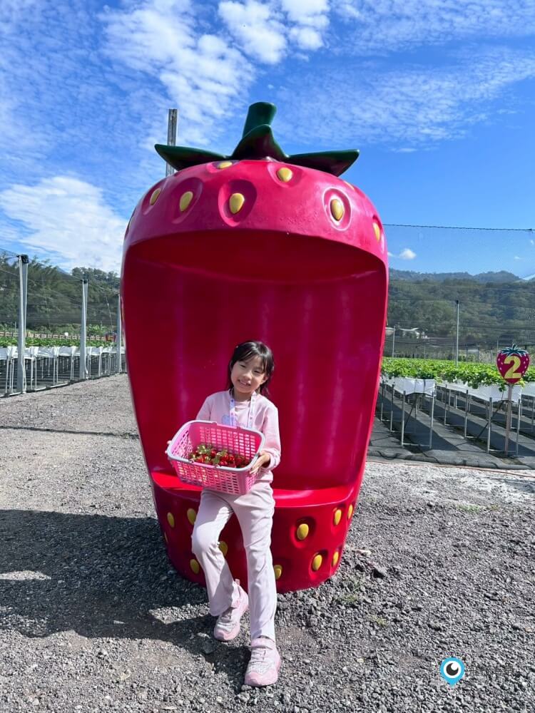 苗栗採草莓【五將假期草莓】高架草莓園不用蹲不用彎腰好好採 拍照打卡超漂亮 一訪就愛上