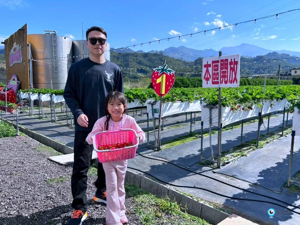 苗栗採草莓【五將假期草莓】高架草莓園不用蹲不用彎腰好好採 拍照打卡超漂亮 一訪就愛上