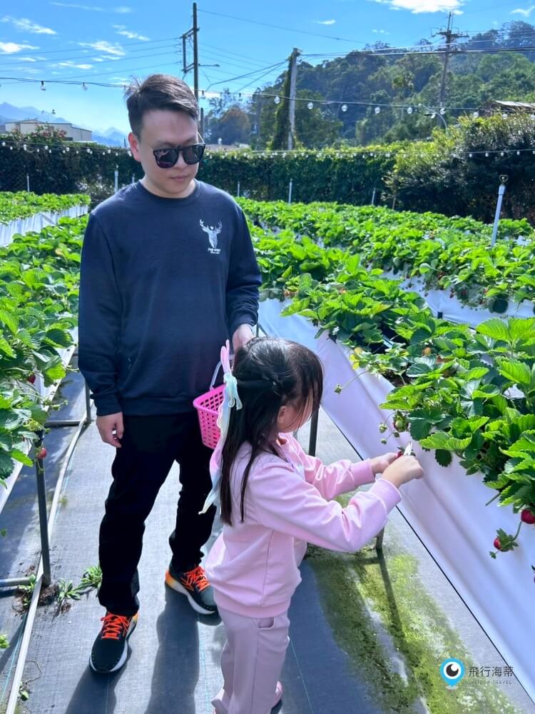 苗栗採草莓【五將假期草莓】高架草莓園不用蹲不用彎腰好好採 拍照打卡超漂亮 一訪就愛上