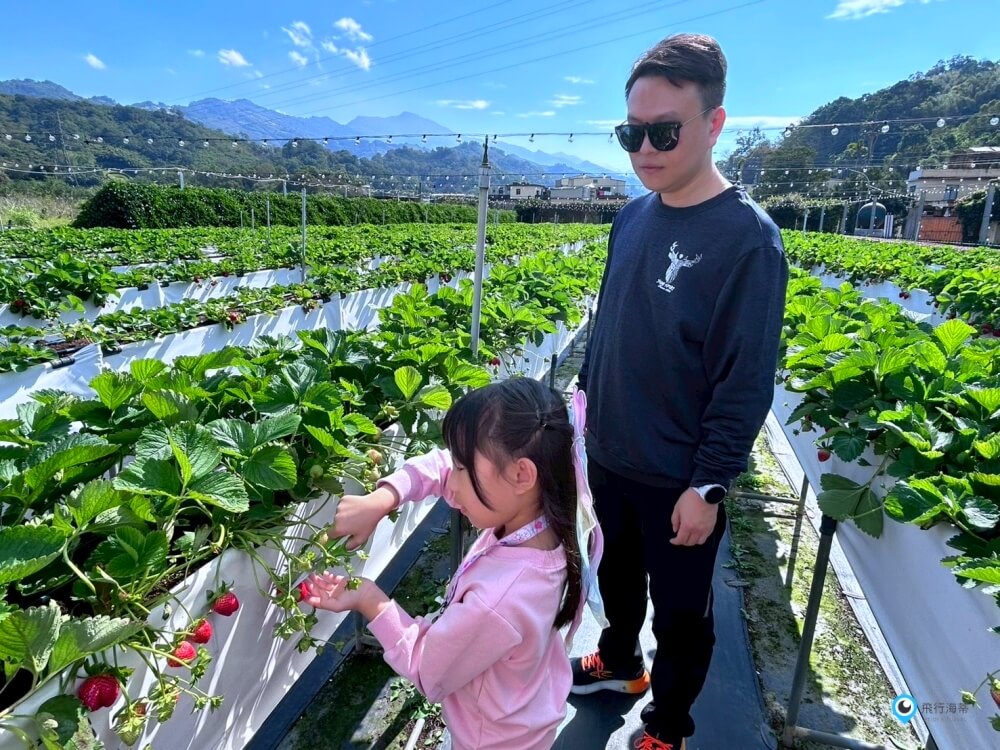 苗栗採草莓【五將假期草莓】高架草莓園不用蹲不用彎腰好好採 拍照打卡超漂亮 一訪就愛上
