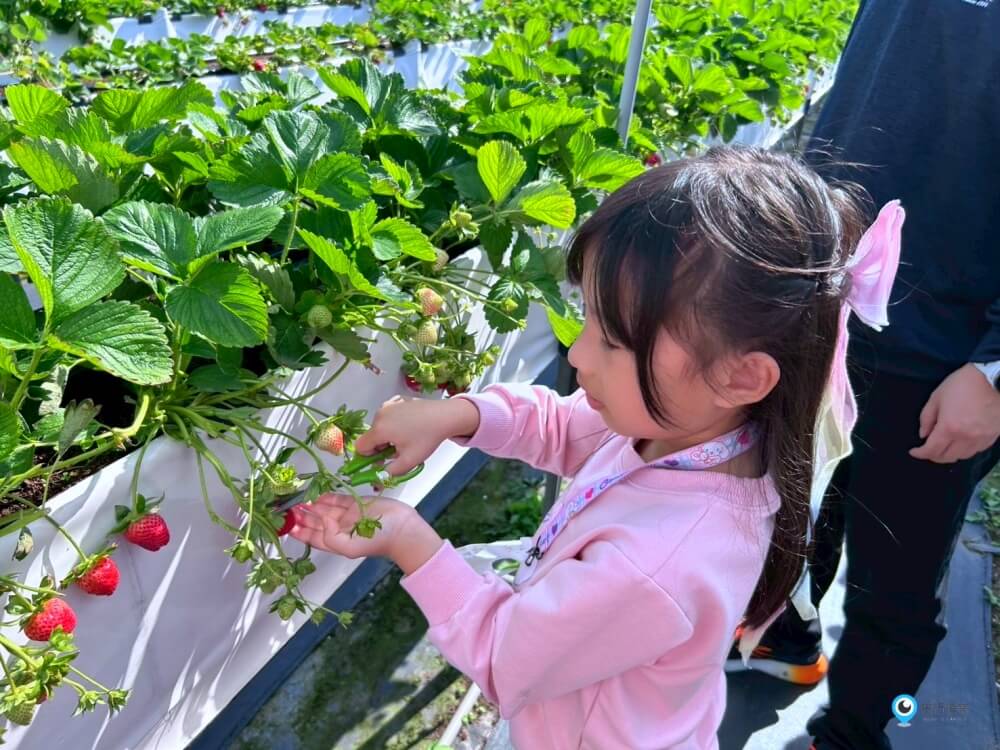 苗栗採草莓【五將假期草莓】高架草莓園不用蹲不用彎腰好好採 拍照打卡超漂亮 一訪就愛上