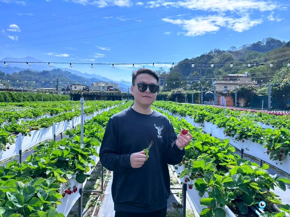 苗栗採草莓【五將假期草莓】高架草莓園不用蹲不用彎腰好好採 拍照打卡超漂亮 一訪就愛上