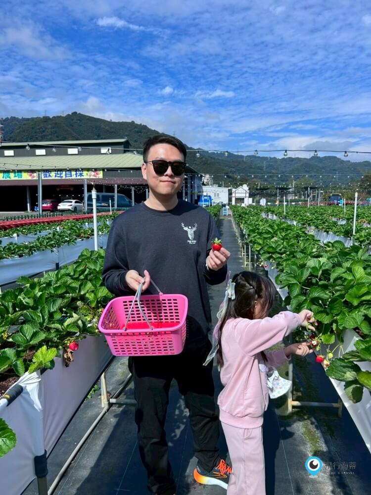 苗栗採草莓【五將假期草莓】高架草莓園不用蹲不用彎腰好好採 拍照打卡超漂亮 一訪就愛上