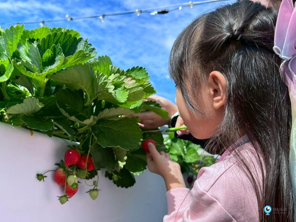 苗栗採草莓【五將假期草莓】高架草莓園不用蹲不用彎腰好好採 拍照打卡超漂亮 一訪就愛上