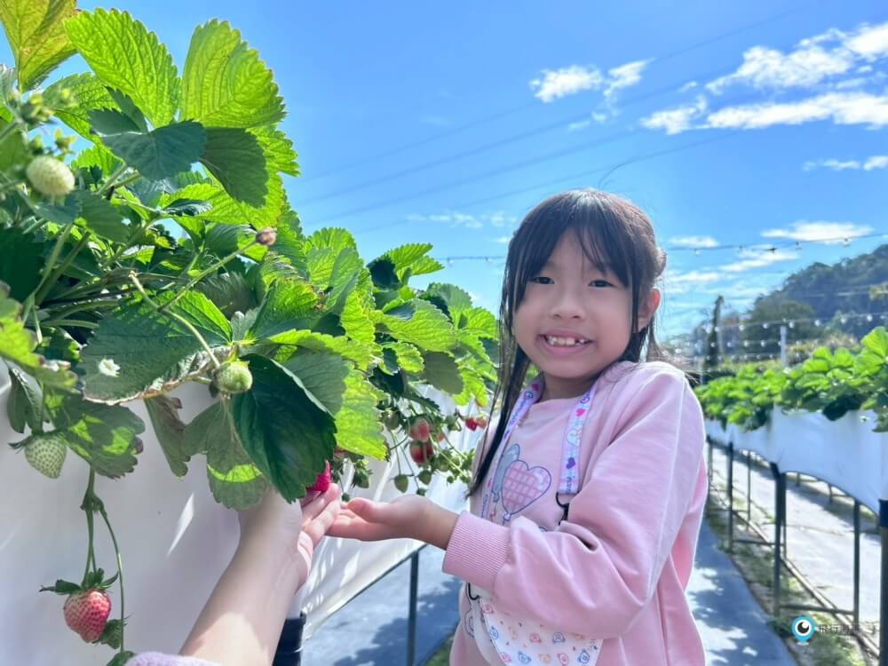 苗栗採草莓【五將假期草莓】高架草莓園不用蹲不用彎腰好好採 拍照打卡超漂亮 一訪就愛上