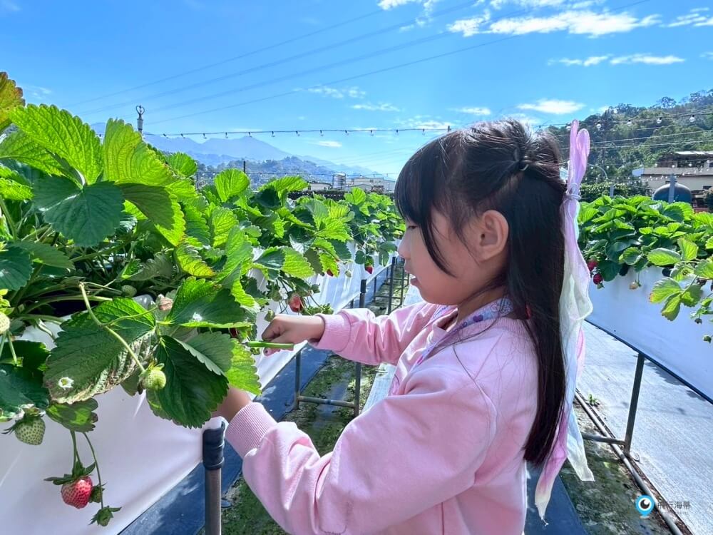 苗栗採草莓【五將假期草莓】高架草莓園不用蹲不用彎腰好好採 拍照打卡超漂亮 一訪就愛上
