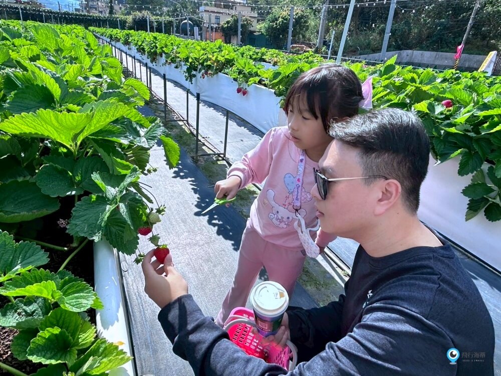 苗栗採草莓【五將假期草莓】高架草莓園不用蹲不用彎腰好好採 拍照打卡超漂亮 一訪就愛上