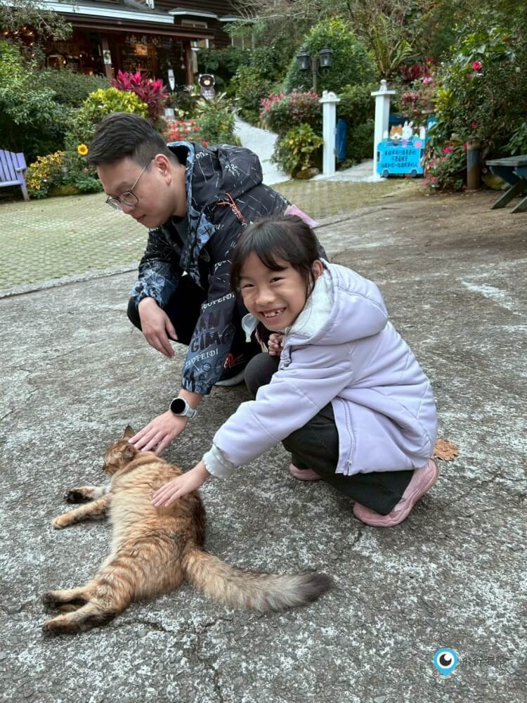 苗栗【橄欖樹咖啡民宿】走進山中秘境的鄉村小屋 轉角遇見貓咪 點燈後美到不想睡