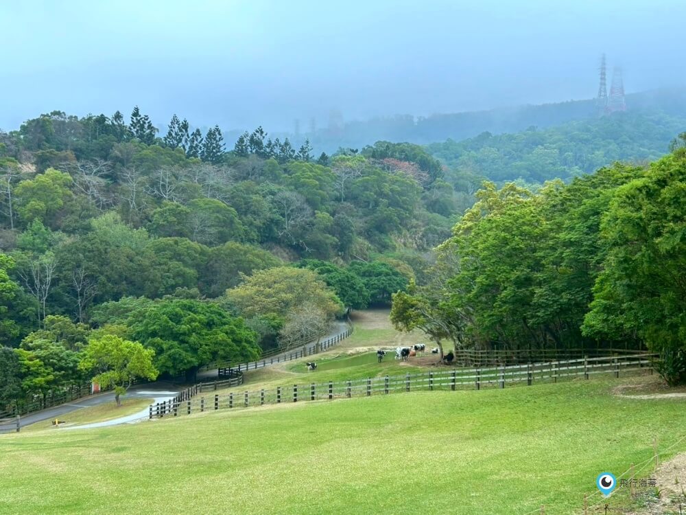 苗栗【飛牛牧場】台版紐西蘭 體驗擠牛奶 餵小羊喝奶 超大片草原超美拍療癒 - 第7張圖 苗栗【飛牛牧場】台版紐西蘭 體驗擠牛奶 餵小羊喝奶 超大片草原超美拍療癒