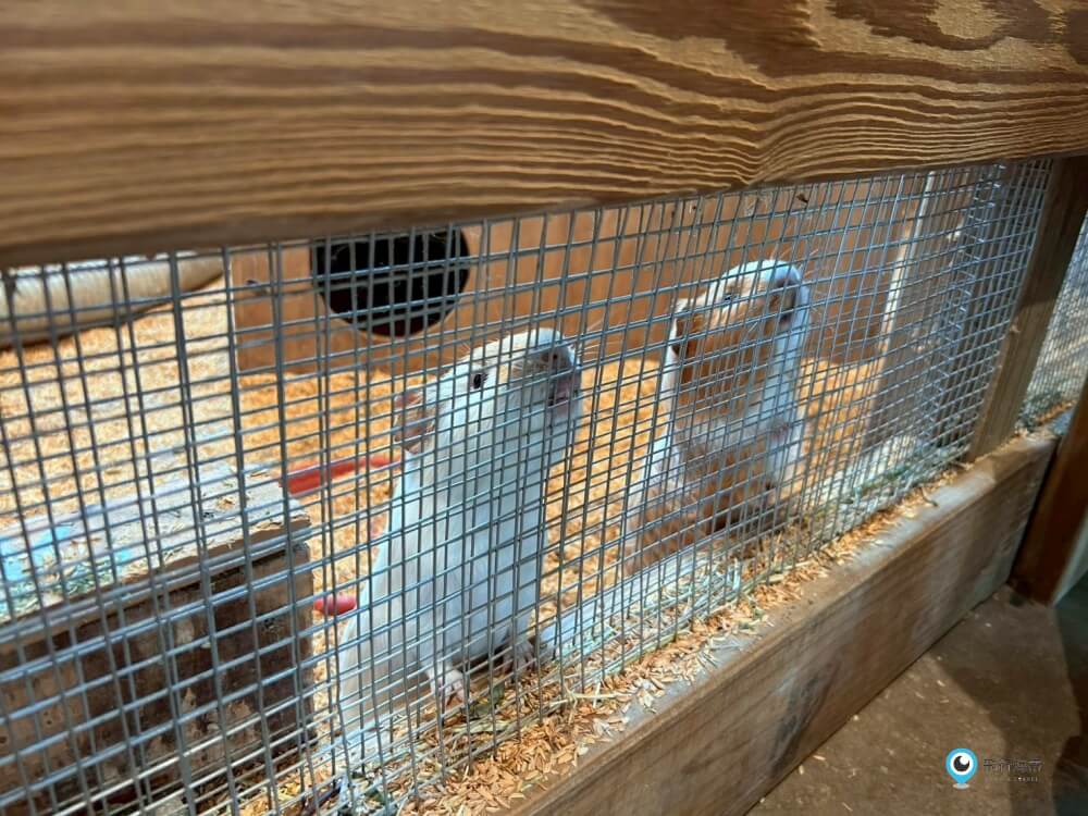 苗栗【飛牛牧場】台版紐西蘭 體驗擠牛奶  餵小羊喝奶 超大片草原超美拍療癒