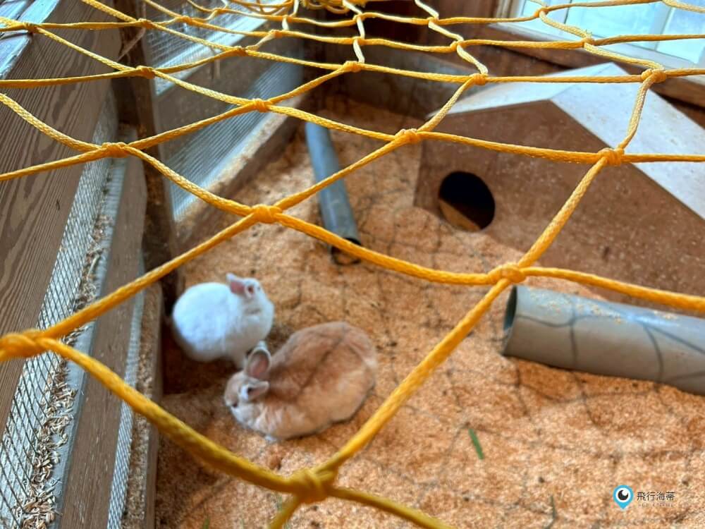 苗栗【飛牛牧場】台版紐西蘭 體驗擠牛奶 餵小羊喝奶 超大片草原超美拍療癒 - 第28張圖 苗栗【飛牛牧場】台版紐西蘭 體驗擠牛奶 餵小羊喝奶 超大片草原超美拍療癒