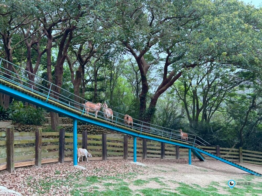 苗栗【飛牛牧場】台版紐西蘭 體驗擠牛奶 餵小羊喝奶 超大片草原超美拍療癒 - 第31張圖 苗栗【飛牛牧場】台版紐西蘭 體驗擠牛奶 餵小羊喝奶 超大片草原超美拍療癒