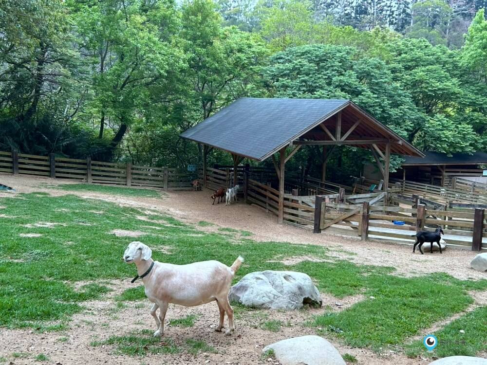 苗栗【飛牛牧場】台版紐西蘭 體驗擠牛奶 餵小羊喝奶 超大片草原超美拍療癒 - 第32張圖 苗栗【飛牛牧場】台版紐西蘭 體驗擠牛奶 餵小羊喝奶 超大片草原超美拍療癒