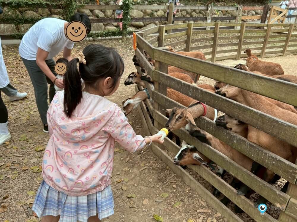 苗栗【飛牛牧場】台版紐西蘭 體驗擠牛奶 餵小羊喝奶 超大片草原超美拍療癒 - 第35張圖 苗栗【飛牛牧場】台版紐西蘭 體驗擠牛奶 餵小羊喝奶 超大片草原超美拍療癒