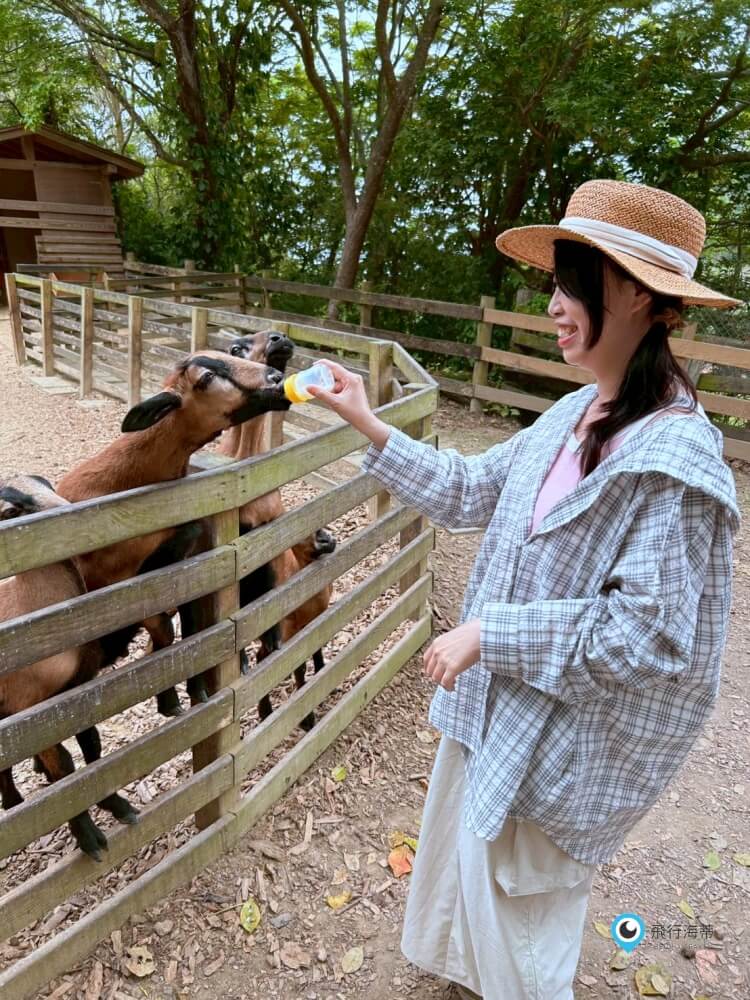 苗栗【飛牛牧場】台版紐西蘭 體驗擠牛奶  餵小羊喝奶 超大片草原超美拍療癒