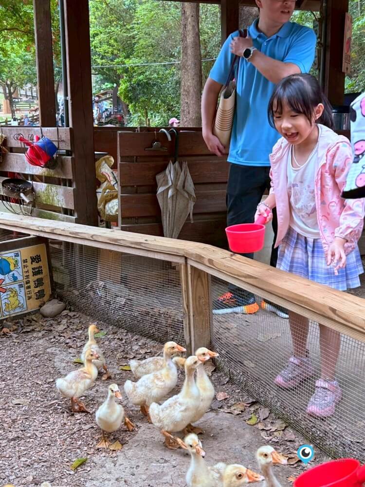 苗栗【飛牛牧場】台版紐西蘭 體驗擠牛奶 餵小羊喝奶 超大片草原超美拍療癒 - 第39張圖 苗栗【飛牛牧場】台版紐西蘭 體驗擠牛奶 餵小羊喝奶 超大片草原超美拍療癒