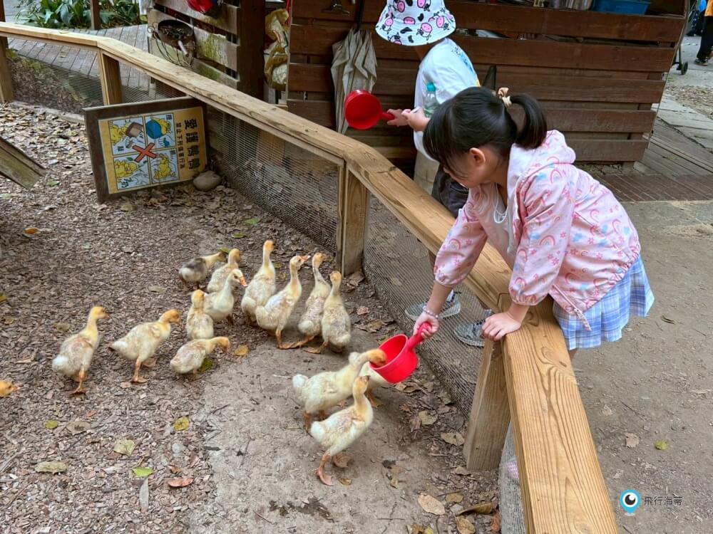 苗栗【飛牛牧場】台版紐西蘭 體驗擠牛奶 餵小羊喝奶 超大片草原超美拍療癒 - 第40張圖 苗栗【飛牛牧場】台版紐西蘭 體驗擠牛奶 餵小羊喝奶 超大片草原超美拍療癒
