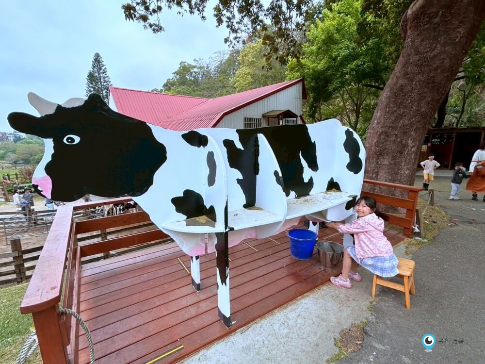 苗栗【飛牛牧場】台版紐西蘭 體驗擠牛奶 餵小羊喝奶 超大片草原超美拍療癒 - 第44張圖 苗栗【飛牛牧場】台版紐西蘭 體驗擠牛奶 餵小羊喝奶 超大片草原超美拍療癒