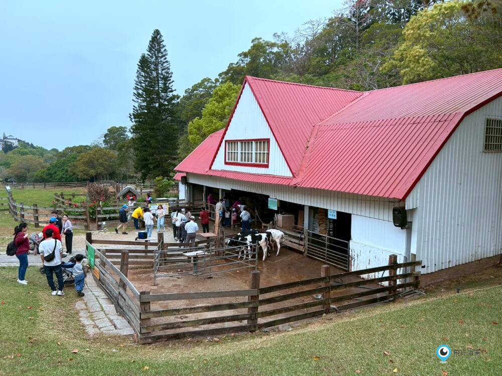 苗栗【飛牛牧場】台版紐西蘭 體驗擠牛奶 餵小羊喝奶 超大片草原超美拍療癒 - 第42張圖 苗栗【飛牛牧場】台版紐西蘭 體驗擠牛奶 餵小羊喝奶 超大片草原超美拍療癒