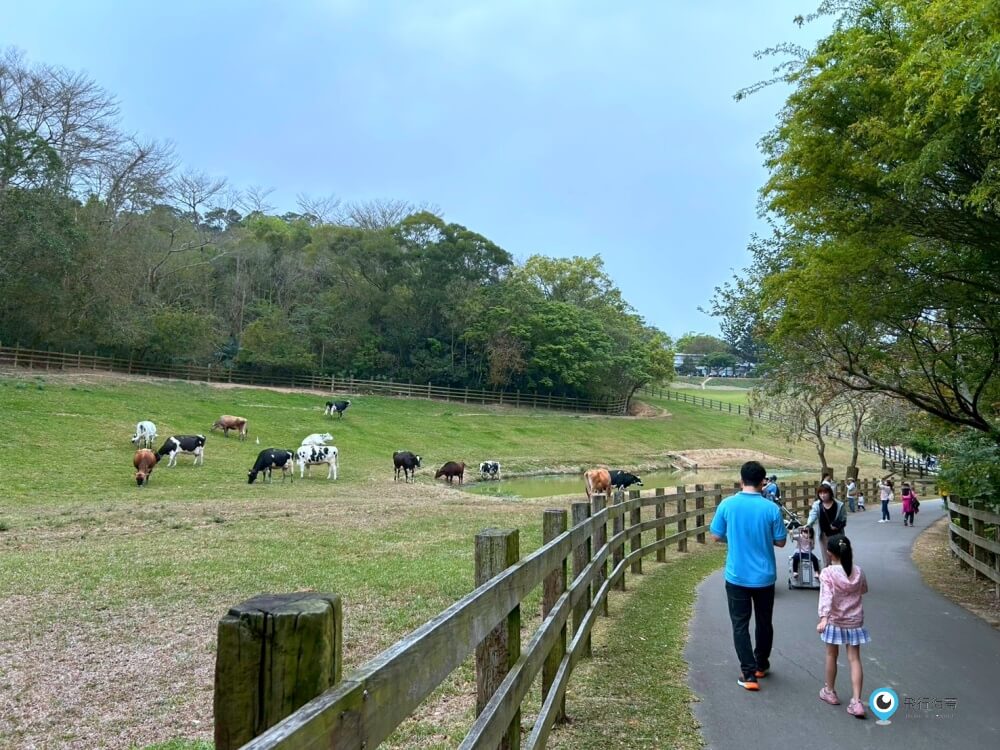 苗栗【飛牛牧場】台版紐西蘭 體驗擠牛奶 餵小羊喝奶 超大片草原超美拍療癒 - 第52張圖 苗栗【飛牛牧場】台版紐西蘭 體驗擠牛奶 餵小羊喝奶 超大片草原超美拍療癒