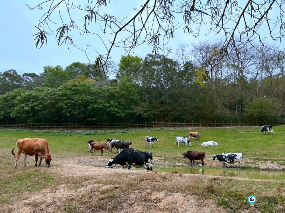 苗栗【飛牛牧場】台版紐西蘭 體驗擠牛奶 餵小羊喝奶 超大片草原超美拍療癒 - 第55張圖 苗栗【飛牛牧場】台版紐西蘭 體驗擠牛奶 餵小羊喝奶 超大片草原超美拍療癒