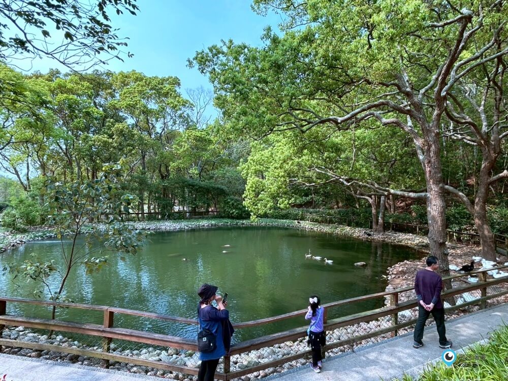 苗栗【飛牛牧場】台版紐西蘭 體驗擠牛奶  餵小羊喝奶 超大片草原超美拍療癒